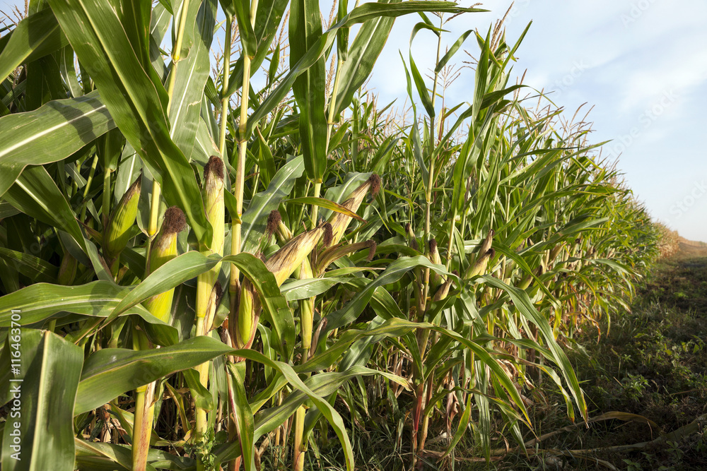 Obraz premium Green immature corn