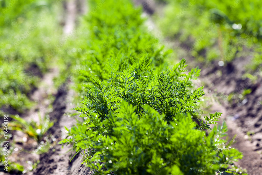 Field with carrot Field with carrot