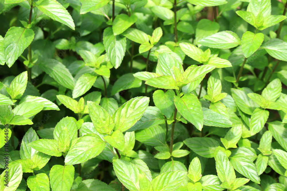Lemon mint herb field Lemon mint herb field