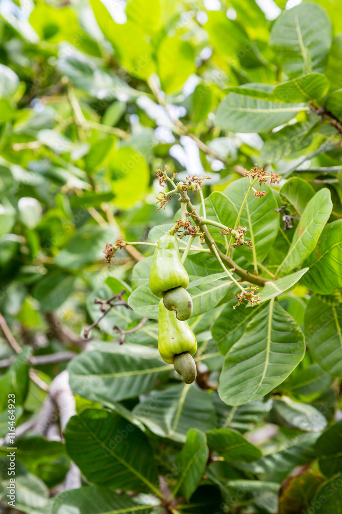 Green Cashews in Tree