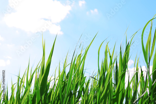 Green grass meadow on a sky background