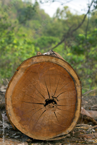 stump wood Cross section of tree trunk