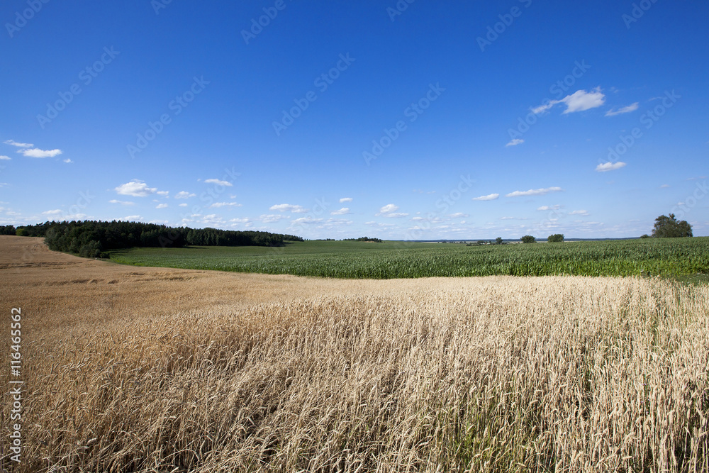 agricultural field with cereal