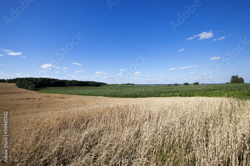 agricultural field with cereal