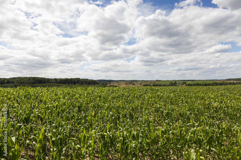 corn field, summer