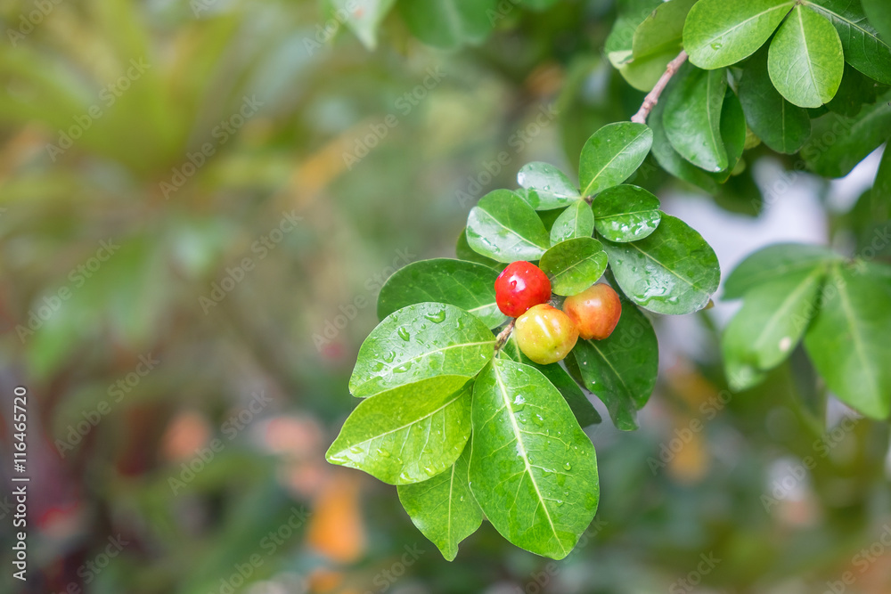 Fresh Barbados cherry on tree. Fresh Barbados cherry on tree.