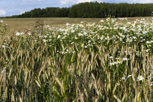 flowers in the field