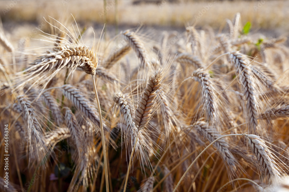 Fototapeta premium ripe yellow cereals