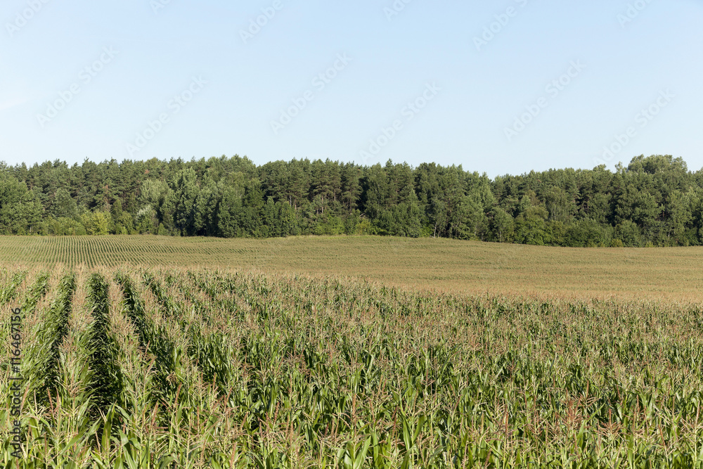 Corn field, summer Corn field, summer