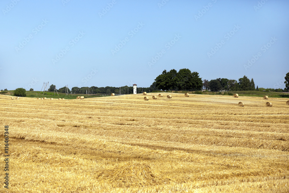 Fototapeta premium farm field cereals