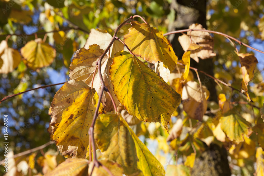 Obraz premium Park in autumn