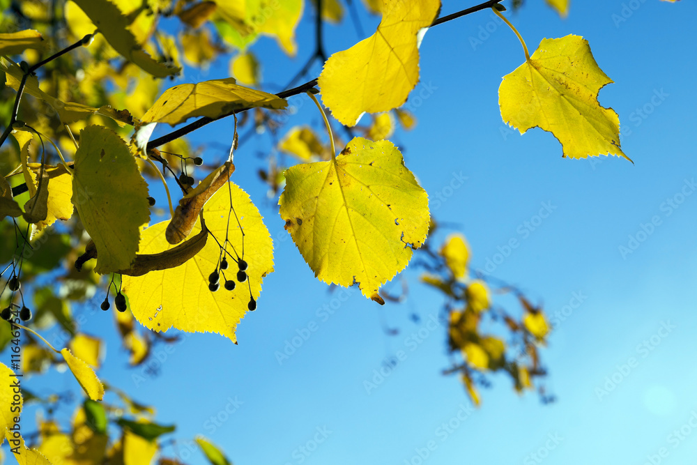 yellowed maple leaves