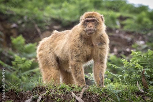 MONO DE GIBRALTAR 