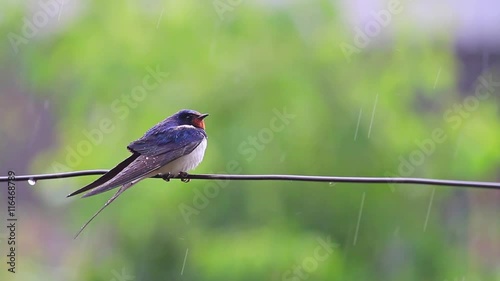 swallow on the wire in the rain photo