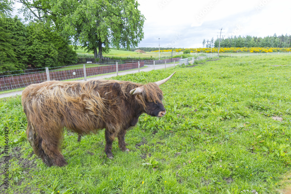 highland cattle highland cattle