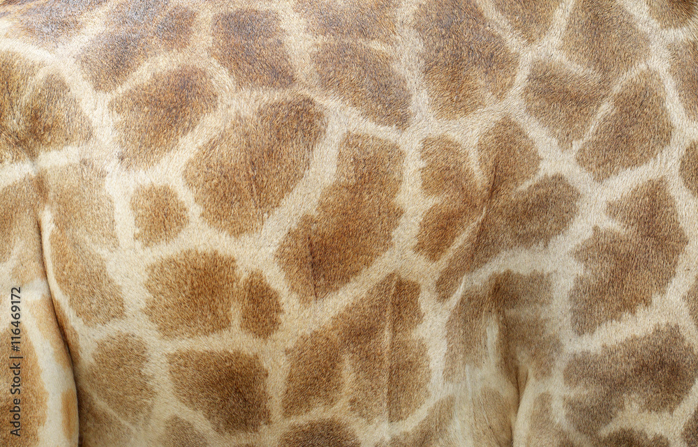 Genuine leather skin of giraffe Genuine leather skin of giraffe
