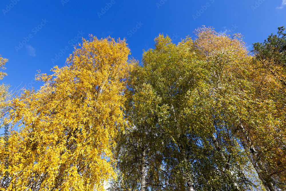 birch tree in autumn