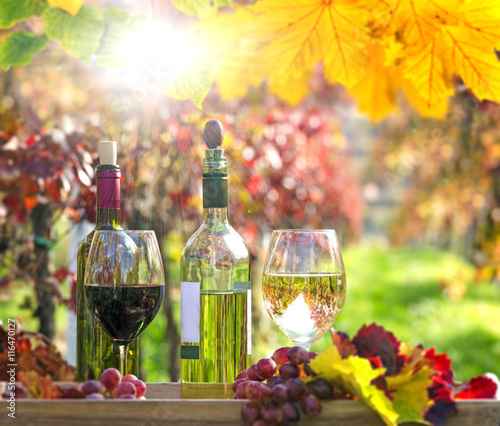 Genuss in der Pfalz: Weinprobe im Herbst, Rotwein, Weißwein, Trauben  :)