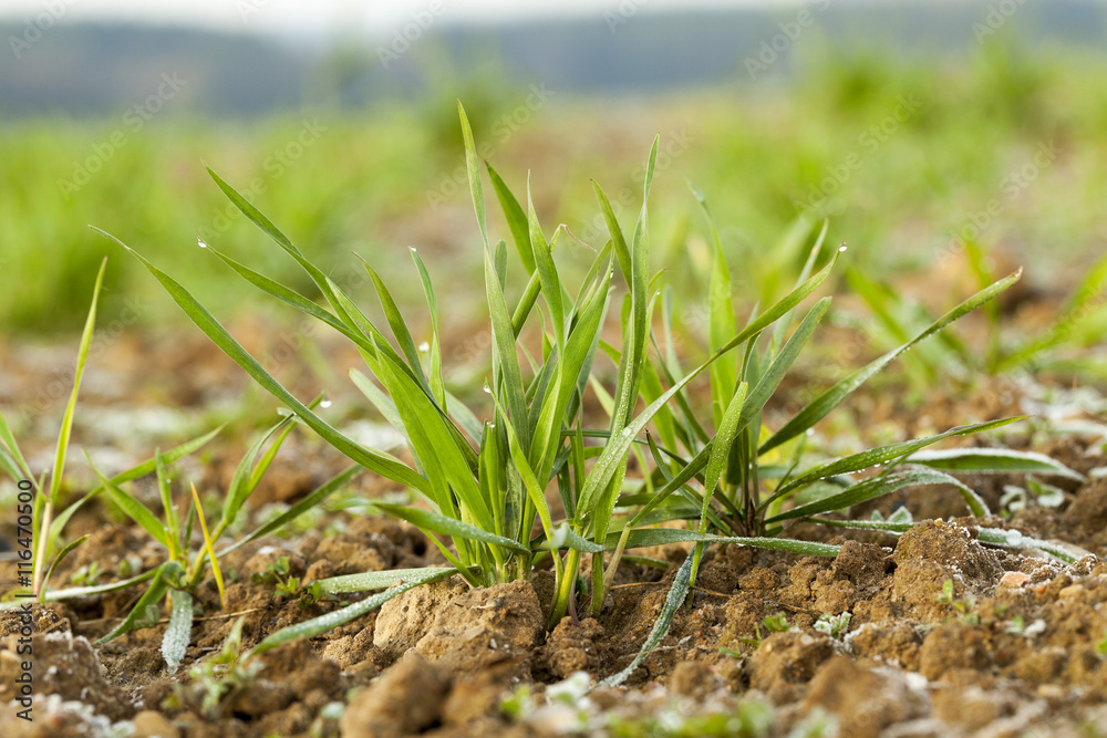 young grass plants, close-up young grass plants, close-up