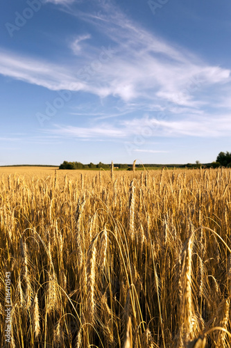 ripe yellow cereals