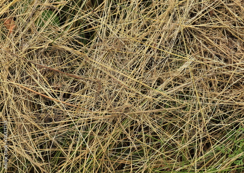 Grass texture - background. Dry hay laying on the top of the green grass. 