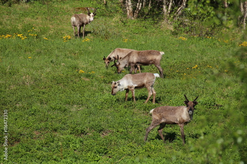 Herd of reindeers on a meadow in Sweden