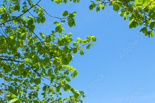 Зеленая листва на голубом небе.