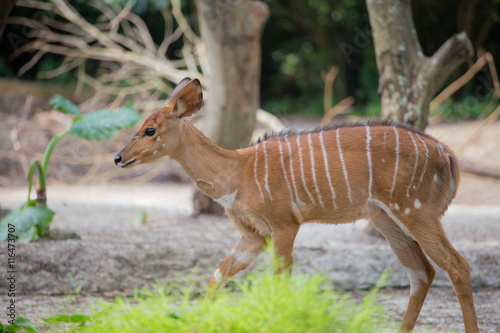 African Nyala antelope