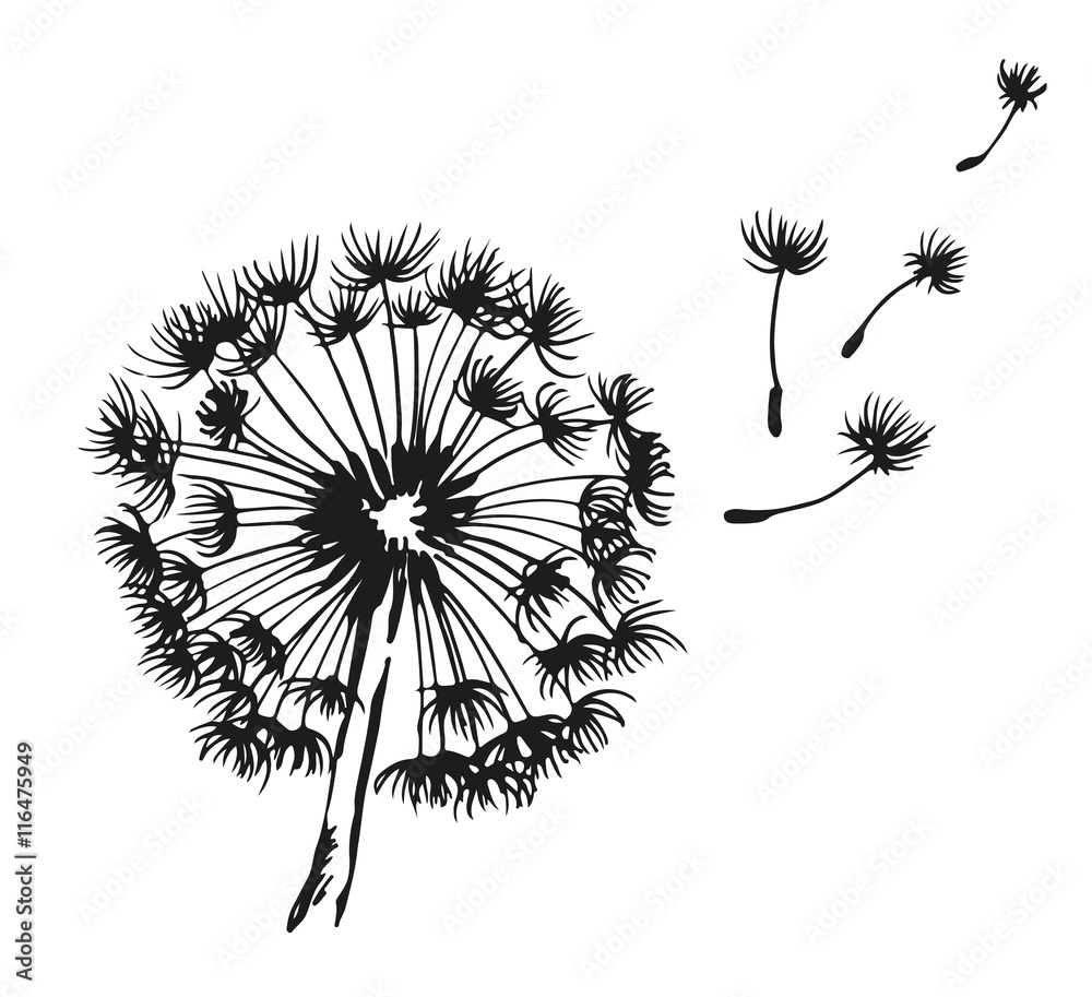 Fototapeta premium Dandelion blowing hand drawn vector illustration