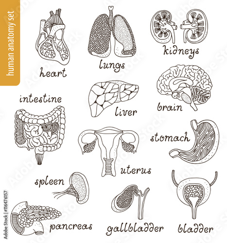 Vector anatomy set