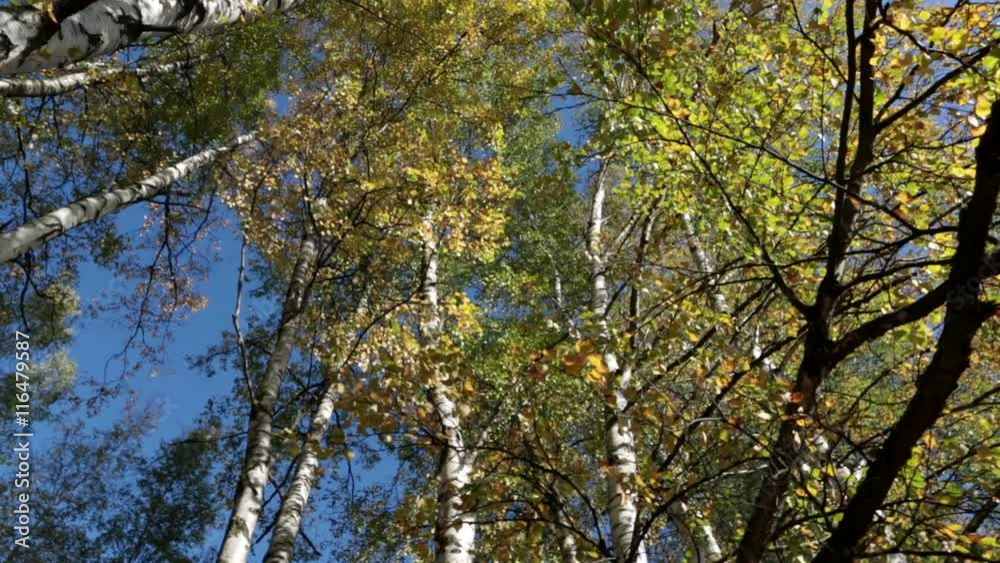 Autumn kroner of birches against the blue sky, turn of a camera Autumn kroner of birches against the blue sky, turn of a camera