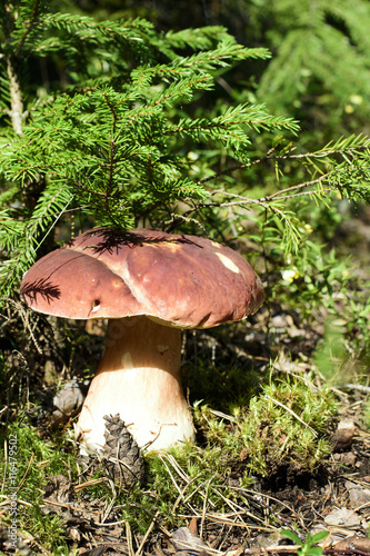 Fotografi edible mushrooms