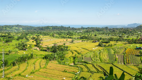 Panorama of the green fields on Bali island  Indonesia.