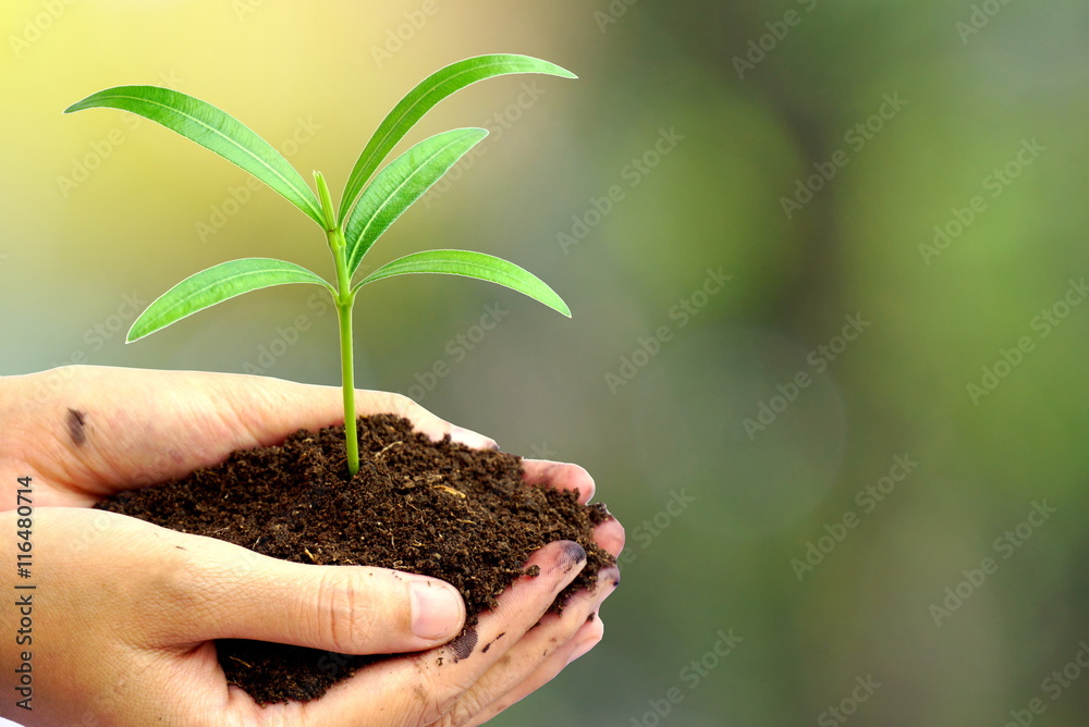 hand holding green plant in soil over blur abstract nature , Idea for environment ecology background hand holding green plant in soil over blur abstract nature , Idea for environment ecology background