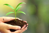 hand holding green plant in soil over blur abstract nature , Idea for environment ecology background