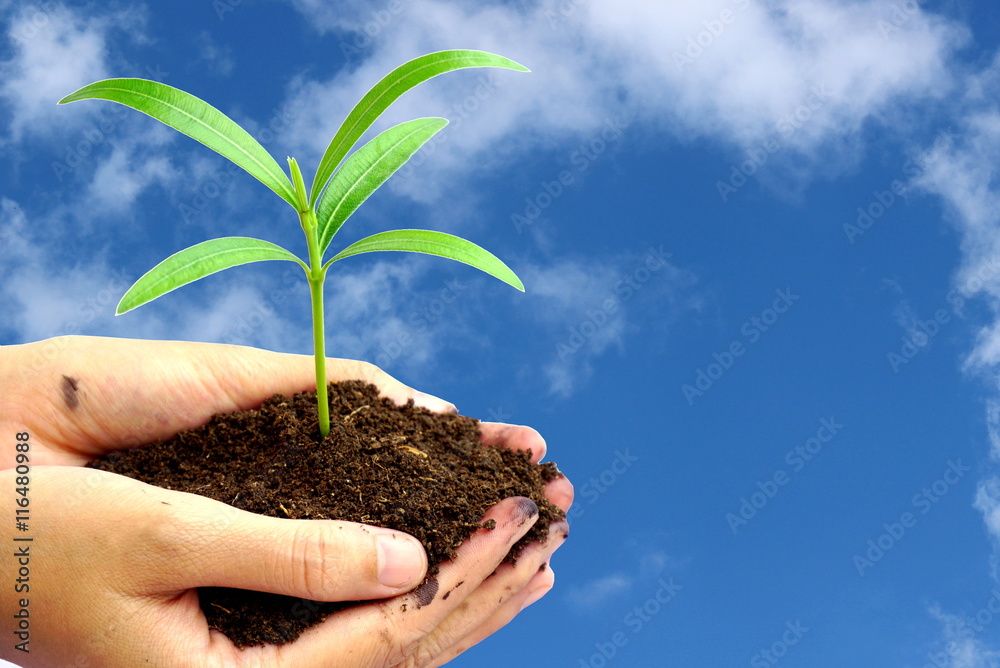 and holding green plant in soil over nature blue sky clouds , Idea for environment ecology background and holding green plant in soil over nature blue sky clouds , Idea for environment ecology background