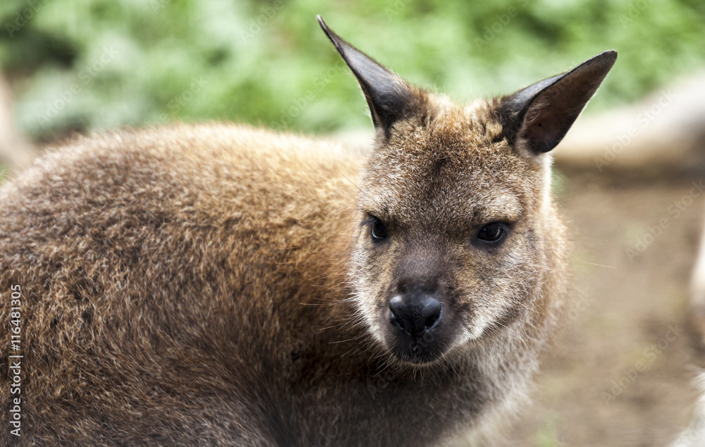 Obraz premium Red-Necked Wallaby.