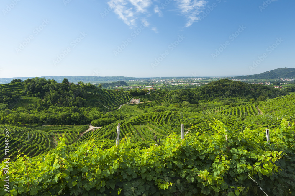 View of Prosecco vineyards from Valdobbiadene, Italy during summ