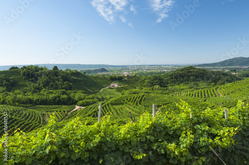 View of Prosecco vineyards from Valdobbiadene  Italy during summ