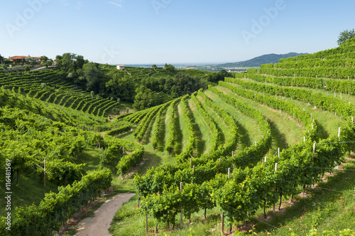 View of Prosecco vineyards from Valdobbiadene, Italy during summ