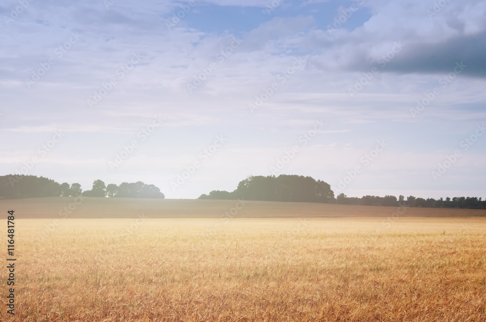 Wheat fields in the middle of the day