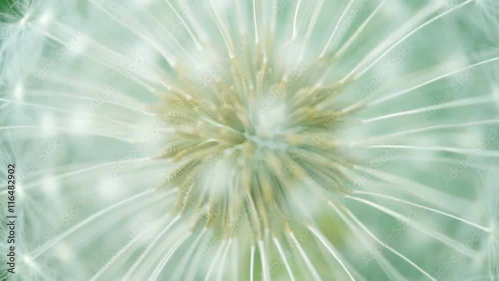 UHD video - Fluffy dandelion seeds close up