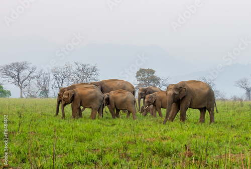 group of elephants grazing in lush green grassland
