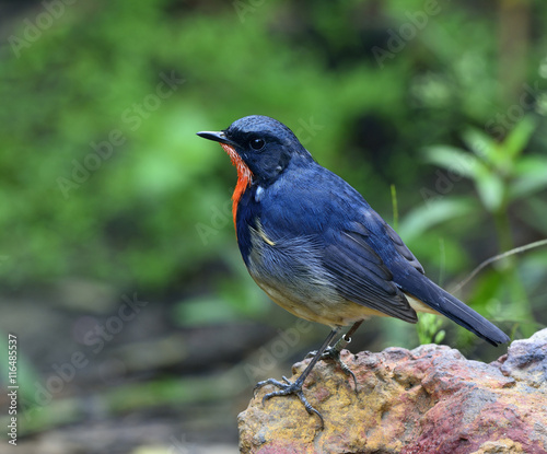 Firethroat (Luscinia pectardens) the beautiful grey and blue bir photo