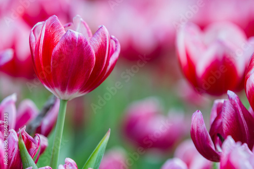 Red tulips flower in the garden