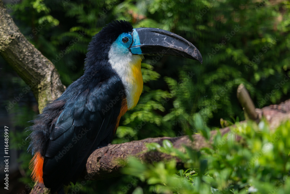 Obraz premium Channel-billed toucan