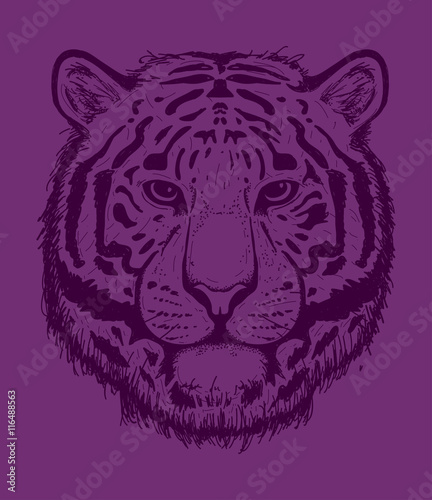 Fototapeta Naklejka Na Ścianę i Meble -  Tiger sketch line