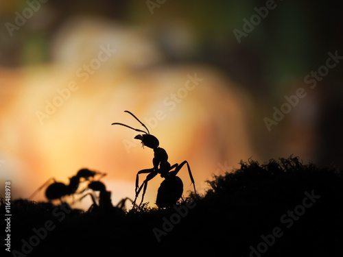 Silhouette of an ant on an orange background. Sunset. macro