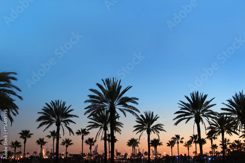 Sunset on palm tree boulevard © tiagozr