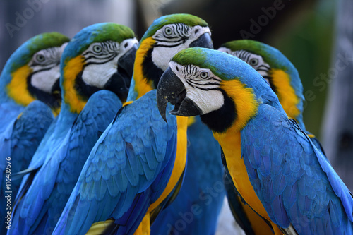 Group of Blue-and-yellow macaws (Ara ararauna) the beautiful blu